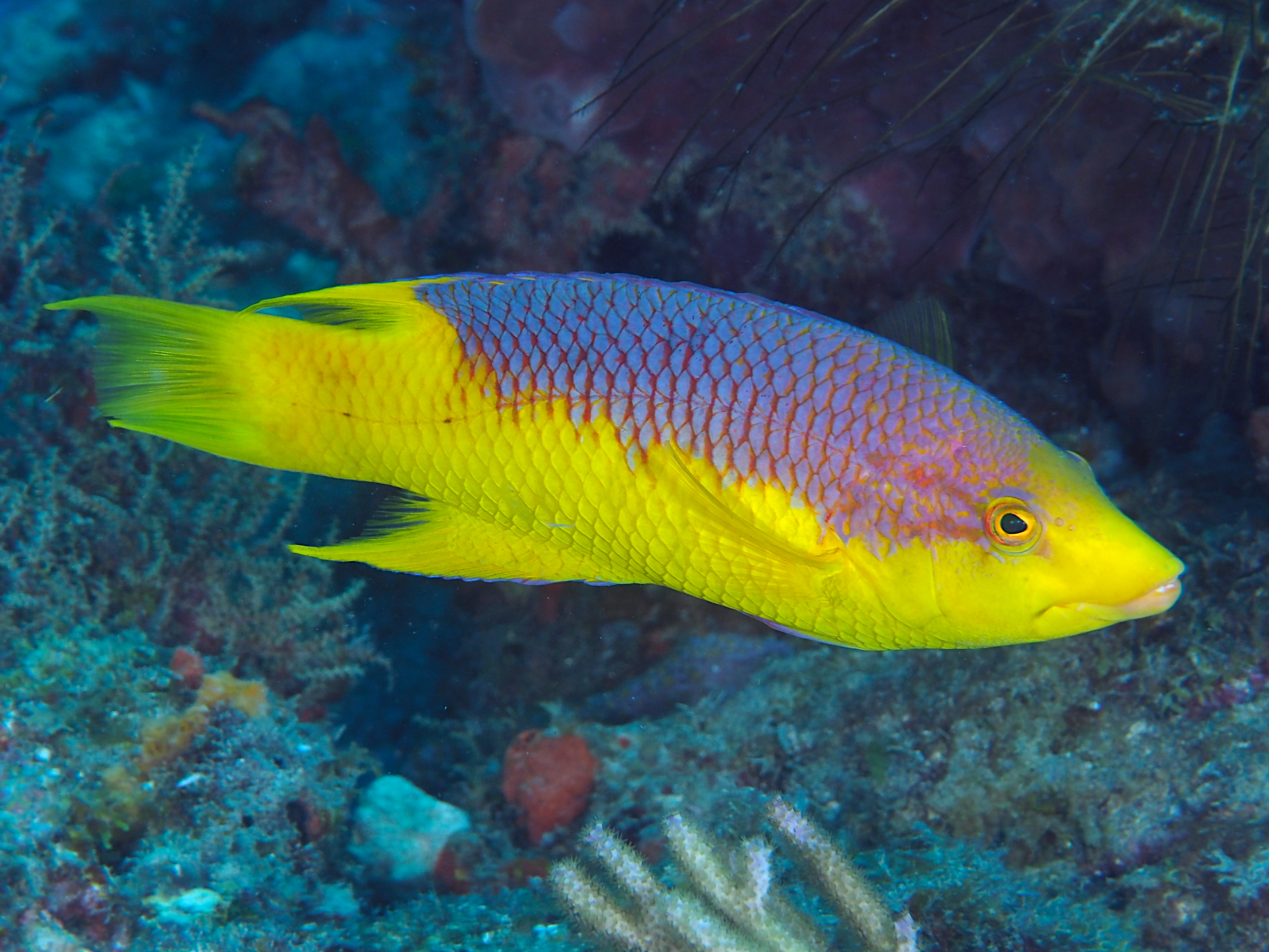 Spanish Hogfish